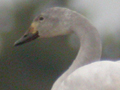 Bewick's Swan